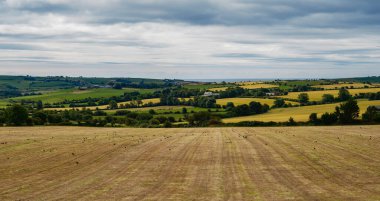 Kırsal bir görüntü geniş bir tarlayı gösteriyor, kuşlarla kaplı, yuvarlanan tepelere ve beyaz gökyüzüne bakıyor..