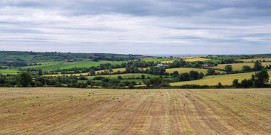 Hasat edilen alan kuşlarla doluyken, yuvarlanan tepeler doğal bir kenar sağlar..