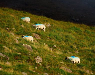 Mavi işaretli beyaz koyun, güpegündüz kayalık bir dağ yamacında yemyeşil çimenler otlatıyor..