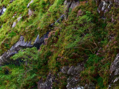 Bereketli yeşil bitki örtüleri engebeli kaya yüzeyi, canlı otlar, yosunlar ve küçük çalılarla kaplı. Mor kenevir tarlaları gri taşların arasına renk katar ve vahşi, doğal bir manzara yaratır..