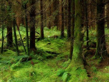 Canlı yeşil yosunlar, engebeli orman zeminini ve yoğun, sakin bir ormanlık alandaki karanlık ağaç gövdelerini tamamen kaplar..