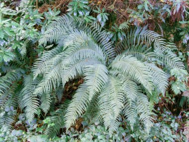 Vibrant green fern fronds extend outward, creating a lush canopy amidst dense forest undergrowth. This detailed view captures the plant's delicate texture thriving in a natural habitat during the day.