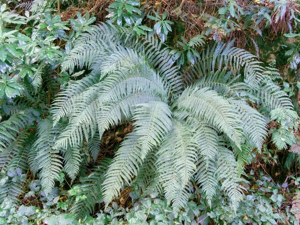 Canlı yeşil eğreltiotu yaprakları dışa doğru uzanıyor ve sık orman ormanlarının arasında yemyeşil bir tepe örtüsü oluşturuyor. Bu detaylı görüntü, bitkinin hassas dokusunu gün boyunca doğal bir ortamda büyümesini yakalar..