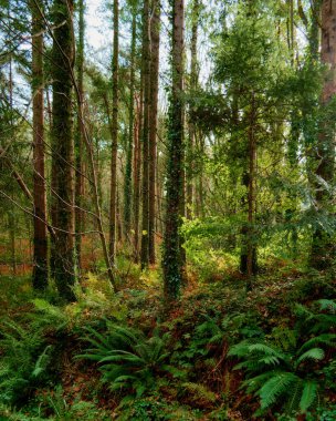 Bereketli yeşil eğreltiotlarının ve dingin bir ormanlık alanda yükselen ağaçların yer aldığı günışığı ormanları..