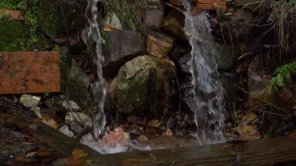 Clear Stream Two Streams Mountainside Old Mossy Forest Cool Spring — Stock Video