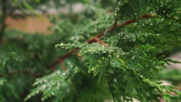 Evergreen Thuja Boom Met Dauwdruppels Bladeren Prachtig Fris Groen Blad — Stockvideo