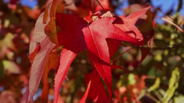 Ανατινάζοντας Φύλλα Κόκκινου Σφενδάμου Από Κοντά Φθινόπωρο Πτώση Φυσικής Έννοιας — Αρχείο Βίντεο