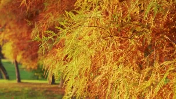 Hermoso Árbol Coníferas Otoño Con Follaje Rojo Amarillo Cryptomeria Japonica — Vídeos de Stock