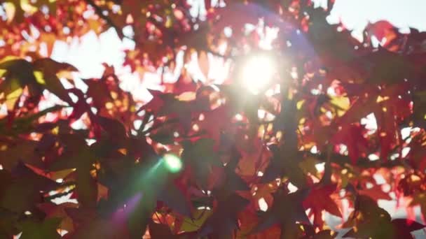 Japansk Lønneblad Rød Høst Solstråler Bryter Gjennom Bladverket Frodige Trær – stockvideo