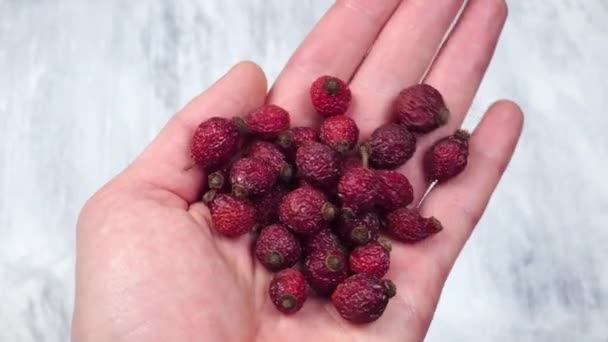 Dried Red Rose Hips Hand Close — Stock Video