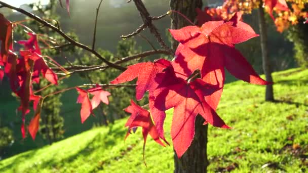 Autumn Foliage Red Maple Tree Sunset Background Grassy Hill Blur — Stock Video
