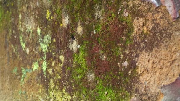 有苔藓和霉菌的旧墙壁 剥落石膏 湿透了的旧纹理表面 — 图库视频影像