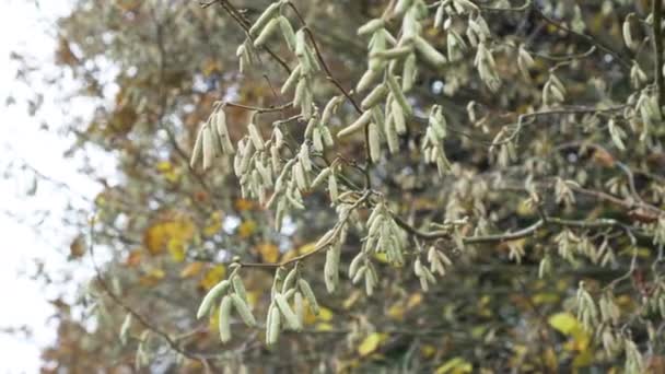 Inflorescencias Avellanas Ramitas Bosque Otoñal Sobre Fondo Árboles Cielo Cerca — Vídeos de Stock