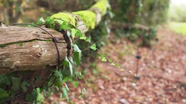 Una Vieja Cerca Troncos Cubierta Hiedra Musgo Bosque Otoño Vista — Vídeos de Stock