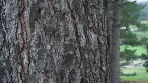 Bliska Teksturowany Surowy Pień Sosny Obrót Drzewa Iglaste Sosny Rozmyciu — Wideo stockowe