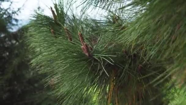 Borovicová Větev Svěžími Jehličkami Uzavírá Vánočním Lese Báječný Jehličnatý Novoroční — Stock video