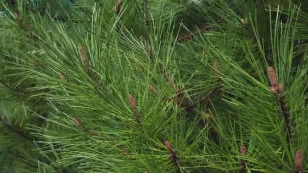 Pine Branches Large Needles Close — Stock Video