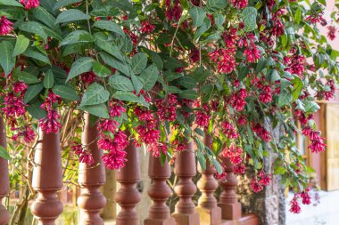 Fuchsia ya da Onagraceae ve ahşap çitleri kapatın.