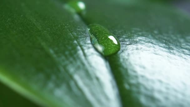 Gocce Pioggia Vicino Cadono Una Foglia Verde Strutturata Una Pianta — Video Stock