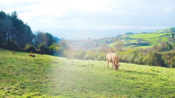 Μια Αγελάδα Ορεινό Βοσκότοπο Αγελάδες Ένα Λόφο Πράσινο Γρασίδι Και — Αρχείο Βίντεο