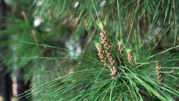 Fiatal Fenyőtobozok Vagy Virágok Tűkkel Közelről Erdőfák Elmosódnak Közelkép Makró — Stock videók