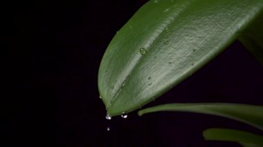 Güzel yağmur damlaları sulu bir tropikal yaprağın üzerine yavaş çekimde düşer. Makro çekim