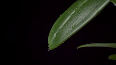 Su damlaları siyah arka planda yavaş çekimde bir orkide yaprağının üzerine düşüyor. Yakın plan. Makro