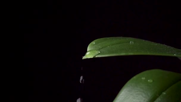 Aproape Picături Apă Ploaie Frunză Verde Fundal Negru Mişcare Lentă — Videoclip de stoc