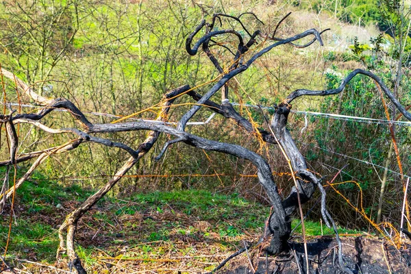 Close-up of a dead charred burned tree on a rusty barbed wire fence. Abstract fairy concept. Fabulous view