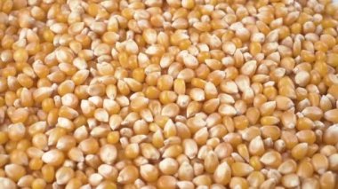 Kurumuş mısır tohumları yığını. Yaklaş..