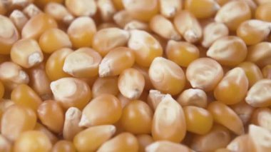 Kuru mısır tanelerinin rotasyonu. Makro çekim