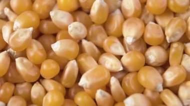Patlamış mısır yapmak için mısır tohumu döküyorum. Makro atış. Dön ve düş. Yavaş çekim