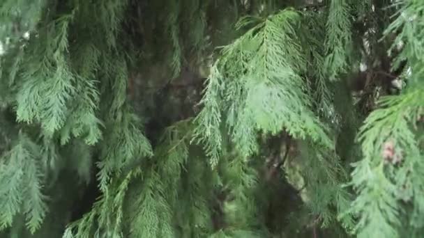 Vecchio Albero Thuja Con Fogliame Verde Lussureggiante Vicino — Video Stock