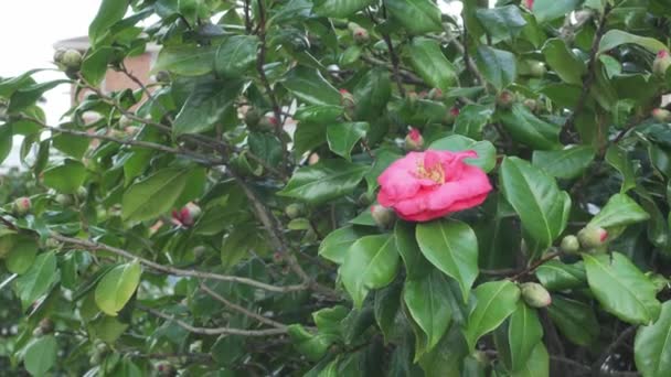 中庭の公園にピンクの花や蕾を咲かせるブッシュ 手を撃たれた — ストック動画