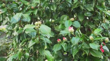 Parktaki çalıların üzerinde kırmızı çiçek tomurcukları. El kamerası atışı.