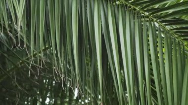 Rüzgarda sallanan palmiye yaprakları. El bilgisayarı atışı