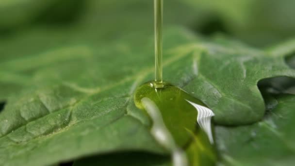 Olive Oil Poured Fresh Spinach Leaf Slow Motion Macro Shot — Stock Video