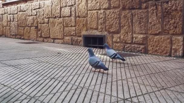 Les Pigeons Ville Marchent Long Rue Recherche Nourriture Pigeon Blessé — Video