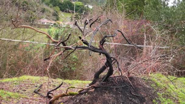 Albero Bruciato Morto Carbonizzato Cenere Sul Terreno Primi Piani Rami — Video Stock