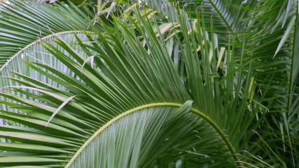 Trópusi Pálmaágak Buja Lombozattal Hintázni Szélben Kézifegyverek — Stock videók