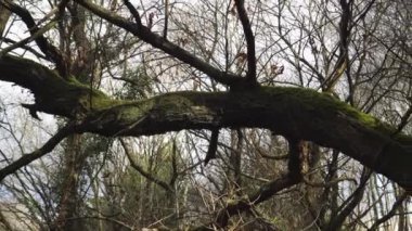 Peri ormanındaki yapraksız bir ağacın yosunlu gövdesi. Dramatik görünüm