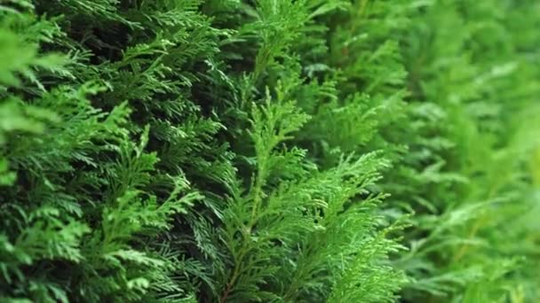Groene Thuja Heg Van Dichtbij Prachtige Takken Van Groene Kerstbomen — Stockvideo
