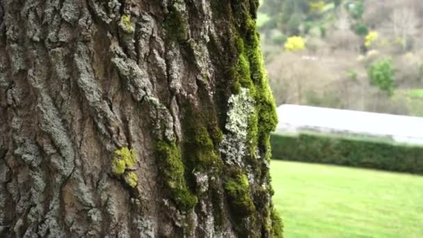 Mold Moss Bark Old Tree Trunk Humid Rainy Climate Hilly — Stock Video