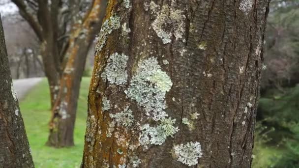 Hongo Mohoso Tronco Árbol Enfermo Cerca Parque — Vídeos de Stock