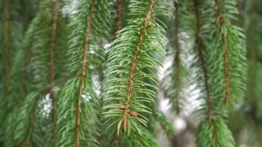 Bir orman ladin dalının sarkan dalları rüzgarda sallanıyor. Kozalaklı iğneler. Seçici odaklanma. Picea bira fabrikası