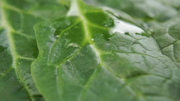 Water Drops Fall Fresh Spinach Leaf Texture Close Macro Dolly — Stock Video