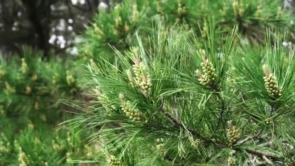 Weelderige Dennentakken Met Jonge Kegels Bloeiwijzen Een Altijd Groen Naaldbos — Stockvideo