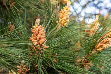 Genç kozalaklar ormandaki kozalaklı ağaçların üzerinde. Kapat.