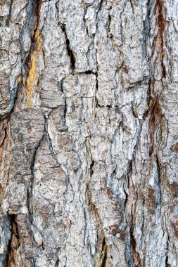 Eski çam ağacı kabuğu dokusu