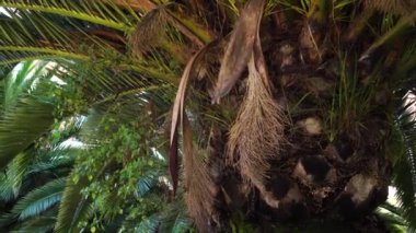 Hurma ağaçlarının tomurcukları sarkmış,